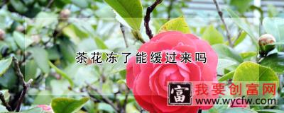 茶花冻了能缓过来吗