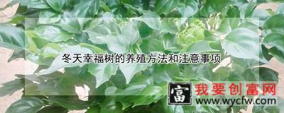 冬天幸福树的养殖方法和注意事项