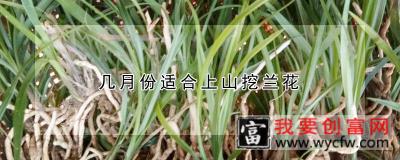 几月份适合上山挖兰花