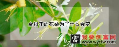 金银花的花朵为了什么会变