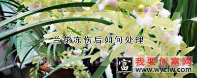 兰花冻伤后如何处理