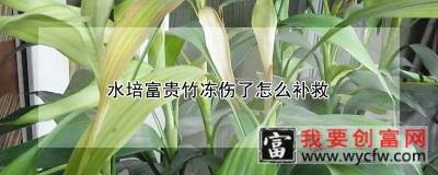 水培富贵竹冻伤了怎么补救