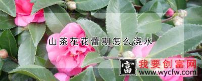 山茶花花蕾期怎么浇水