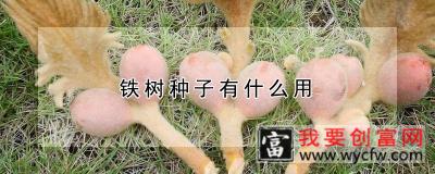 铁树种子有什么用