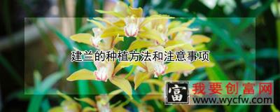 建兰的种植方法和注意事项