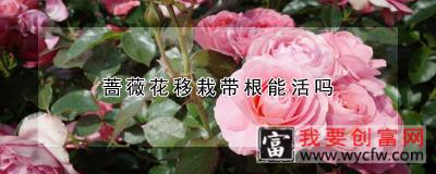 蔷薇花移栽带根能活吗