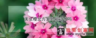 美女樱北方室外能过冬吗