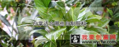 白掌适合哪些自制肥料