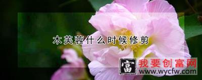 木芙蓉什么时候修剪