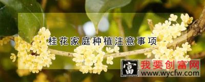 桂花家庭种植注意事项