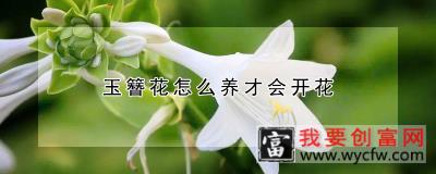 玉簪花怎么养才会开花