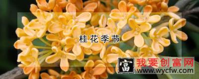 桂花季节