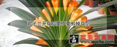 君子兰开花后要不要剪掉花剑