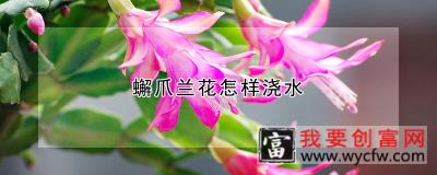 蠏爪兰花怎样浇水