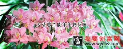 大花蕙兰能年年复花吗