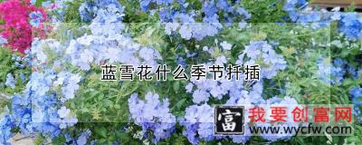 蓝雪花什么季节扦插