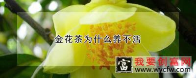 金花茶为什么养不活