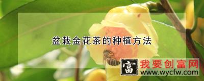 盆栽金花茶的<a href=https://www.wycfw.com/e/tags/?tagid=232 target=_blank class=infotextkey>种植方法</a>