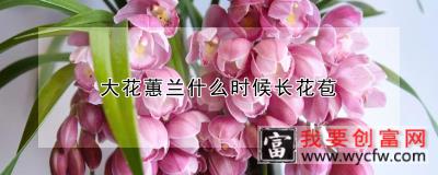 大花蕙兰什么时候长花苞