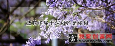 蓝花楹属于深根还是浅根