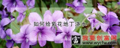 如何给紫花地丁浇水