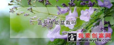 蓝花楹能盆栽吗