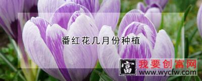 番红花几月份种植