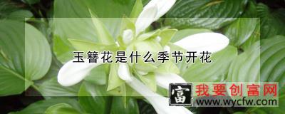 玉簪花是什么季节开花