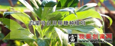 白掌可以用椰糠种植吗