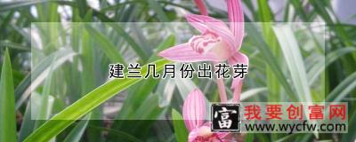 建兰几月份出花芽