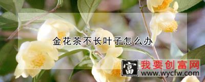 金花茶不长叶子怎么办