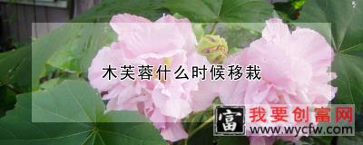 木芙蓉什么时候移栽