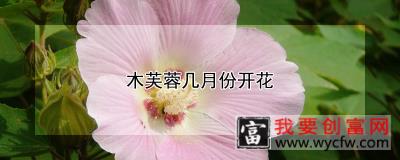 木芙蓉几月份开花