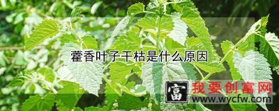 藿香叶子干枯是什么原因