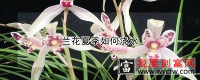 兰花夏季如何浇水