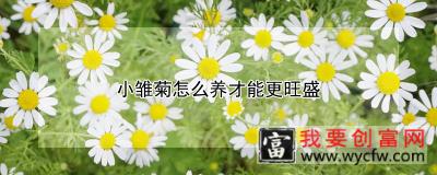 小雏菊怎么养才能更旺盛