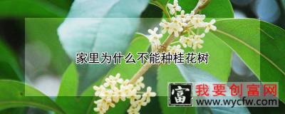 家里为什么不能种桂花树