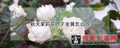 秋天茉莉花叶子发黄怎么办