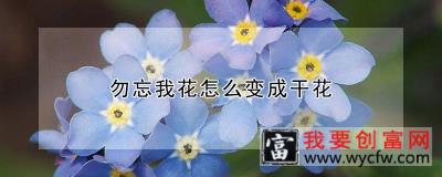 勿忘我花怎么变成干花