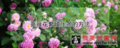 蔷薇花繁殖压条的方法