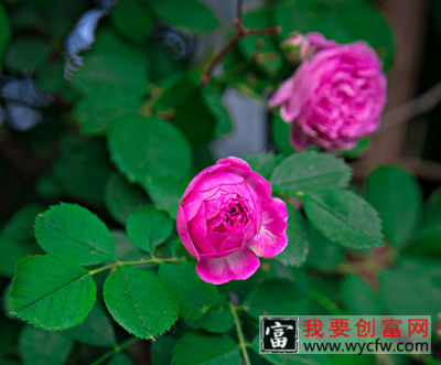 蔷薇花什么季节种植好?