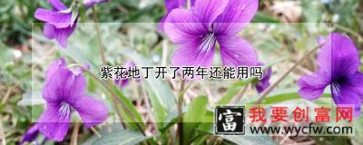 紫花地丁开了两年还能用吗