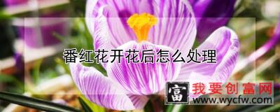 番红花开花后怎么处理