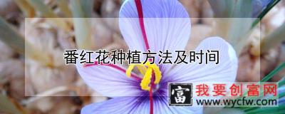 番红花<a href=https://www.wycfw.com/e/tags/?tagid=232 target=_blank class=infotextkey>种植方法</a>及时间