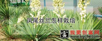 凤尾丝兰怎样栽培