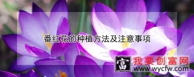 番红花的<a href=https://www.wycfw.com/e/tags/?tagid=232 target=_blank class=infotextkey>种植方法</a>及注意事项