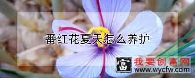 番红花夏天怎么养护