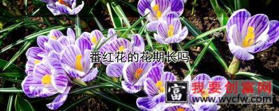 番红花的花期长吗