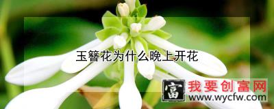 玉簪花为什么晚上开花