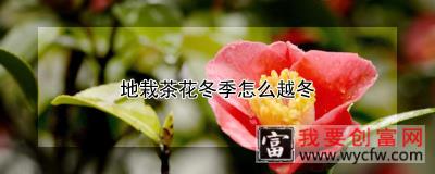 地栽茶花冬季怎么越冬